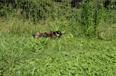 hunter kitty in action