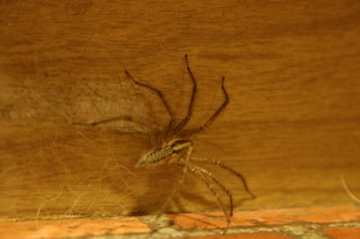 Mr. Wolfie S. Spider