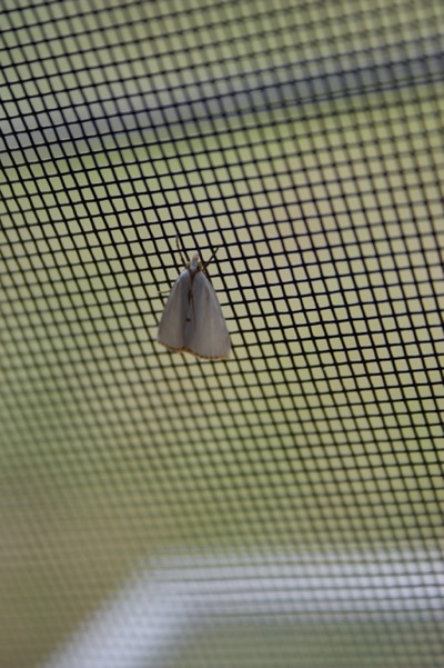 moth + screen