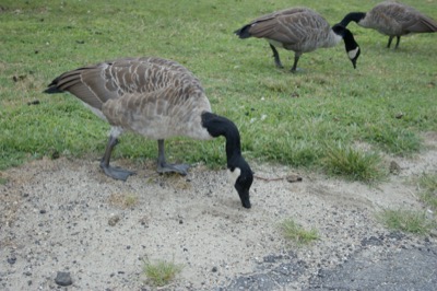 the geese <i>own</i> this park