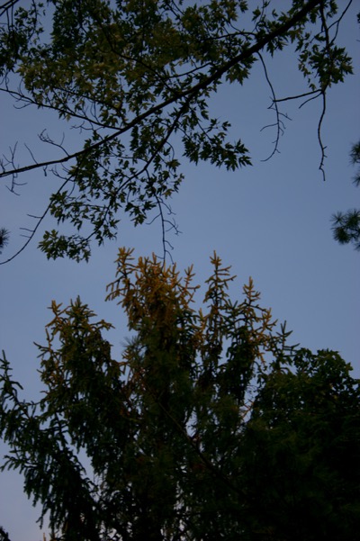 the last rays of the day