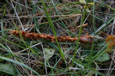 Dinner remains for mr. squirrel
