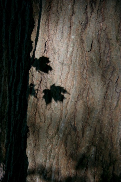 self-portrait of a tree
