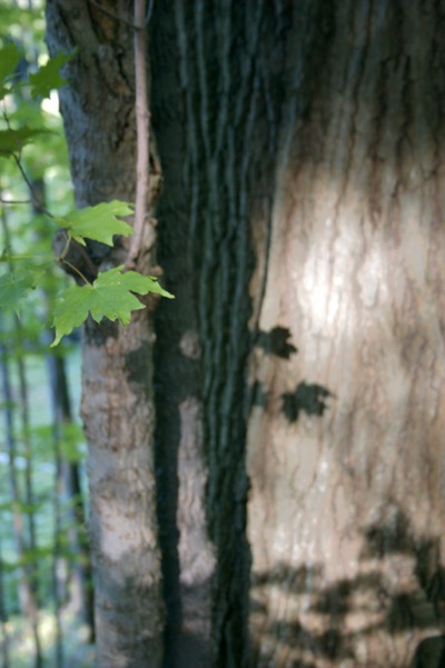 self-portrait of a tree