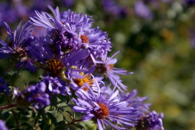 Last flowers of the year