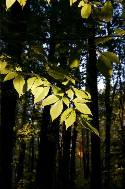 Light through the end of summer