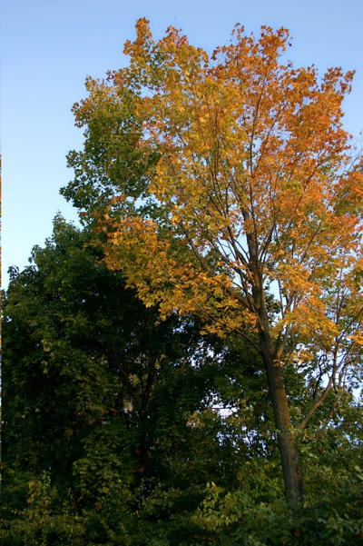 autumn\'s flames near rockefeller