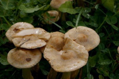 Fungi!