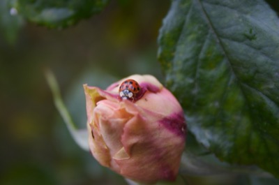 hiding from the scary camera-people