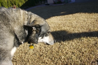 my name is Bailey.  I am shy.