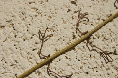 my favorite plant in the world