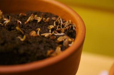 and tiny Dills-to-be