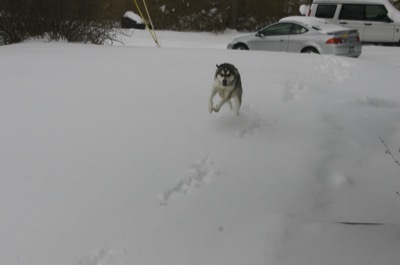 super-spastic-liftoff-dog!