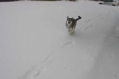 pure happiness always looks a little silly