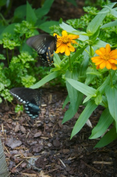 welcome to the butterfly gardens